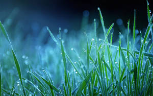 露に濡れた夜の芝生のマクロ壁紙 — 夜明け 壁紙