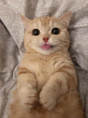 美しい猫の画像 — iPad Pro 12.9 壁紙