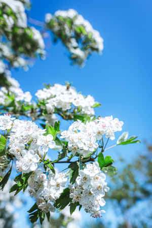 おしゃれなiPadの壁紙 — Xiaomi Pad 8 Pro 壁紙