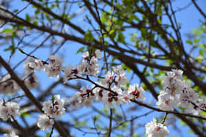花咲く木、枝の背景、2つの背景、青空 — 青空 壁紙