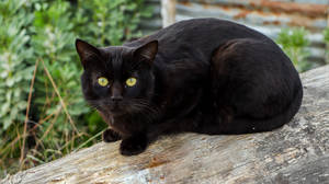 木の丸太の上の黒猫 — 黒猫 壁紙