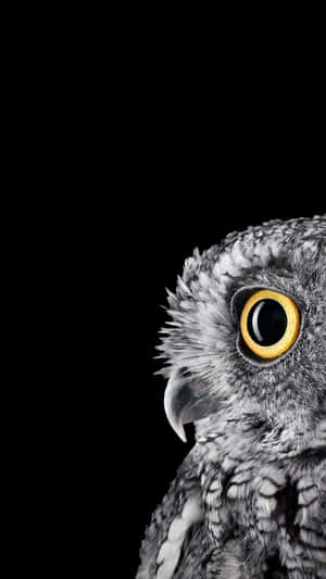 かわいいフクロウの背景