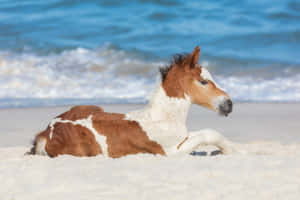 かわいい馬の背景 — かわいい馬 壁紙