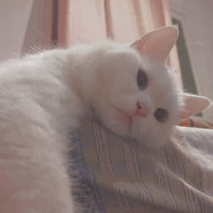 美しい猫の写真 — 猫 壁紙