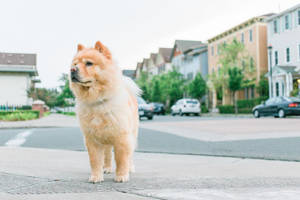 村にいるかわいい薄茶色の子犬 — かわいい子犬 壁紙
