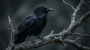 ゴシック調の黒いカラスが裸の枝にとまる、暗くて細密な描写。 — ブラックエステティック GIF 壁紙