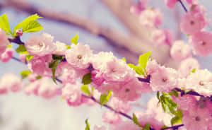 ピンクの花の背景 — ピンクの花柄 壁紙