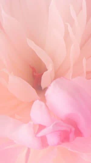 ピンクの花の背景