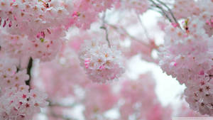 桜のつぼみの壁紙