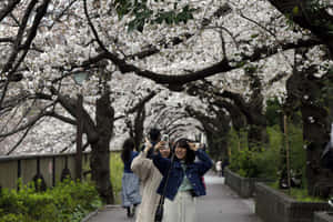 桜の写真 — 桜 壁紙