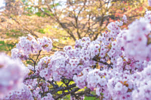 桜の写真 — 桜 壁紙