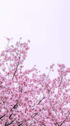 桜の木に咲くピンクの花 — 桜 壁紙