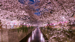桜の背景 — 桜 壁紙