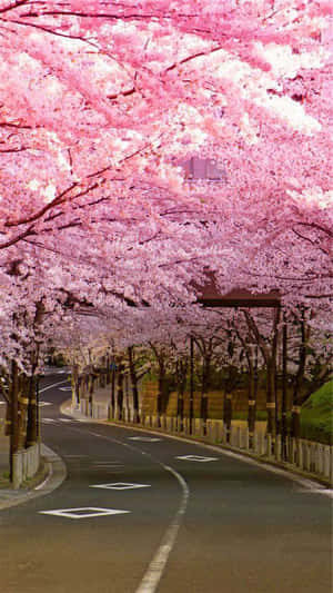 桜の背景 — 桜 壁紙