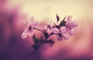 桜の背景 — 桜 壁紙