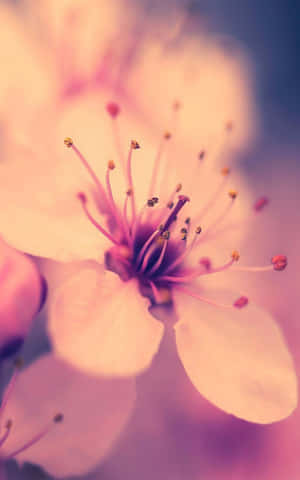 桜の背景 — 桜 壁紙