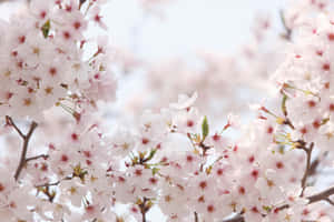 桜の背景 — 桜 壁紙