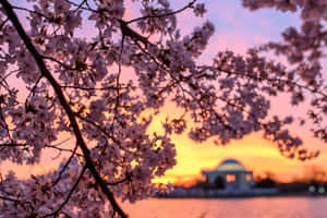 桜の背景 — 桜 壁紙