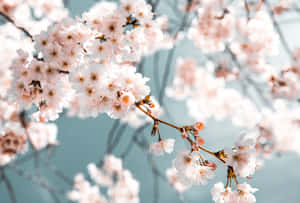 桜の背景 — 桜 壁紙