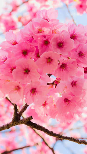 桜の花々と空のクローズアップ — 桜 壁紙