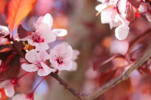木の枝の写真 — 桜 壁紙