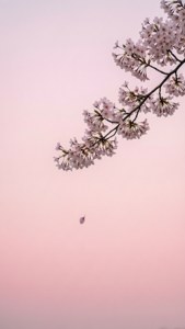 ミニマルな桜の枝