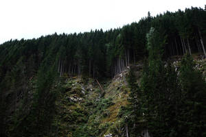 森の山の端の壁紙