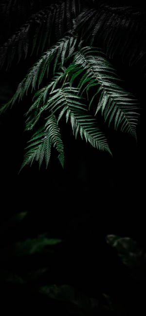 植物 iPhone — iPhone 14 Pro 壁紙