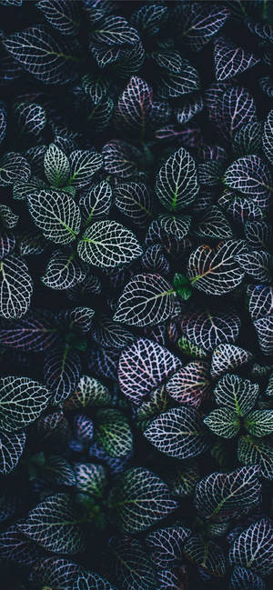 植物iPhone — ギャラクシーA18 壁紙