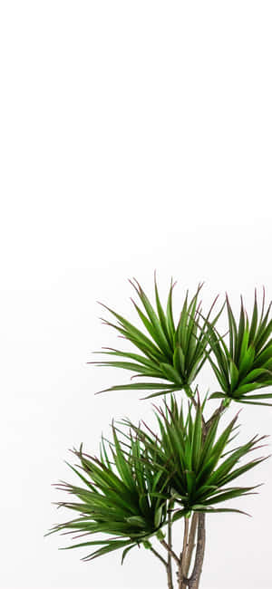 植物の美的電話 — Galaxy S24 壁紙