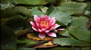 蓮の花の写真 — 蓮の花 壁紙