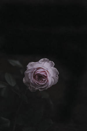 バラの花 — バラの花 壁紙