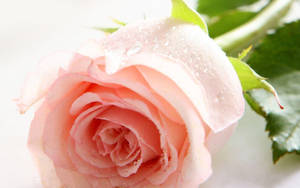 壁紙 > 自然のバラの花の壁紙 — バラの花 壁紙