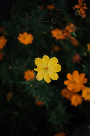 薄暗い宇宙の花々 — Huawei MatePad 壁紙
