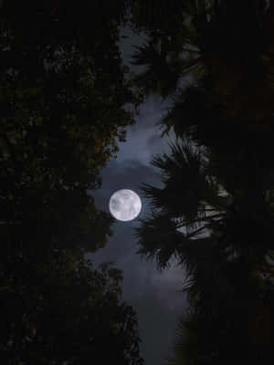 満月が照らす穏やかな夜空 — 2048x2732 壁紙
