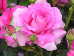 すべてのバラの花の壁紙 — バラの花 壁紙