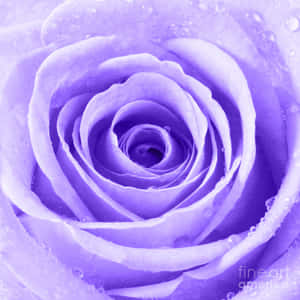 バラの花の画像 — バラの花 壁紙