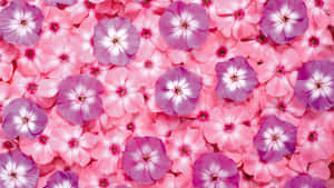 ピンクの花の背景