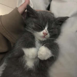 美しい猫の写真 — 美的な猫 壁紙