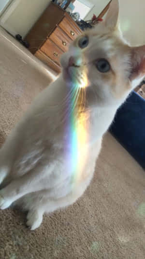 猫の美的写真 — 美的な猫 壁紙