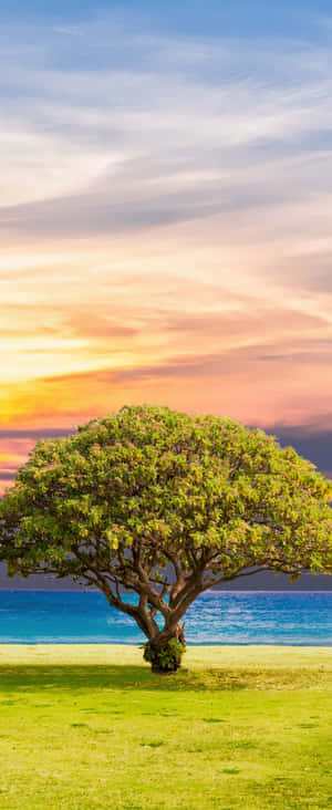 1080x2636 — Motorola Razr 壁紙