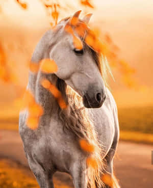 かわいい馬の画像 — かわいい馬 壁紙