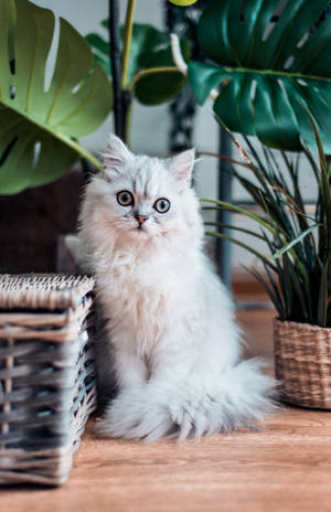白いペルシャ猫のプロフィール画像 — Huawei MatePad Pro 12 (2026) 壁紙