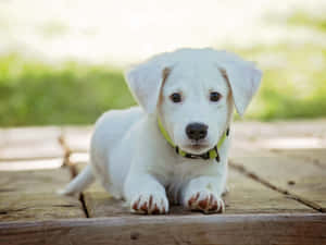 かわいい子犬の画像 — かわいい子犬 壁紙