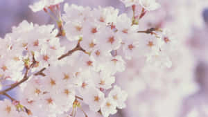 春の花背景 — 桜 壁紙