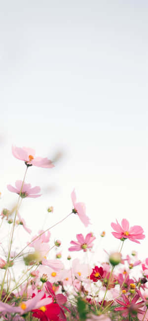 ピンクの花の背景