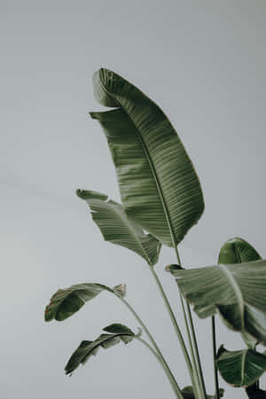 植物の背景 — Xiaomi Pad 7 Ultra 壁紙