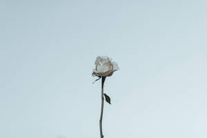 白い薔薇の美学