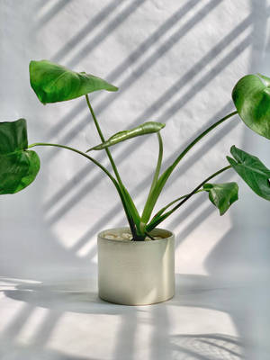 白い鉢植えの観葉植物の美しい壁紙