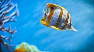 白と黄色のストライプがクールな魚の壁紙